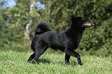 SCHIPPERKE 703